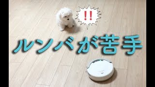 ロボット掃除機のルンバが苦手な子犬わたまるの動画