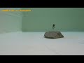 【水中動画】【antlion】スモラバにも丁度いい！！　エバーグリーン　アントライオン2.7　あんとらいおん