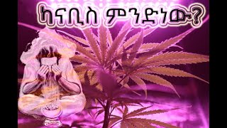 አገር በቀል ዕፀዋት ክፍል ፪(Indigenous Plants part 2) ዕፀ ፋርስ (Estse farse) (cannabis)