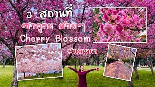 EP.2 / 3 สถานที่แนะนำ ดอกซากุระในแคนาดา สวยจนพูดไม่ออก บรรยายไม่ถูก #CherryBlossom  #Canada