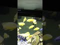 Hungry Mbuna Cichlids going crazy + Oscar and silver dollar's, Black Convicts