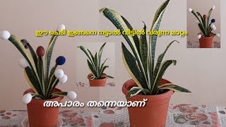 Snake Plant Care. Snake Plant ,ഇത് വീട്ടിലുണ്ടെങ്കിൽ ഗുണങ്ങളും ദോഷങ്ങളും അറിയാതെ പോകരുത്