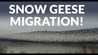 The Amazing Snow Geese migration (pit stop) in Middle Creek PA