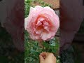 粉色伊甸园pink eden rose粉色龙沙宝石 复花 粉色伊甸园 龙沙宝石 pinkedenrose