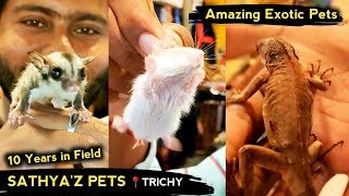 🔥💯அரிதான பறக்கும் அணில் 10,000 ரூபாய்💥😲 - Sathya's Petz | Flying Squirrel | Muja Vlogs | Tamil