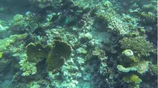 Snorkeling Angsana Ihuru - House Reef (GoPro Hero 3 Black Edition)