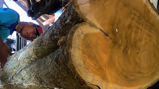 Keterampilan memotong kayu jati di Penggergajian kayu || mesin pemotong kayu canggih baik bekerja