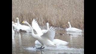 柏崎市　長峰大池の白鳥♪　2019.1.7