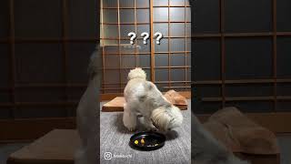 初めて柿を食べるシーズー犬バル君～Shihtzu eat persimmon～ #Shorts