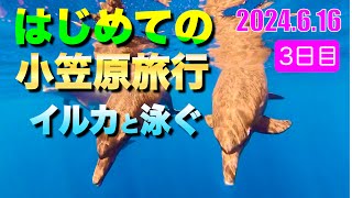 旅ログ はじめての小笠原旅行 3日目 父島 イルカと泳ぐ 2024.6.16