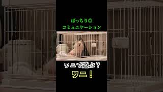 犬と会話できるよ #喋る犬 #ポメラニアン