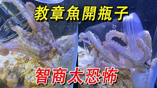 Octopus opens bottle  IQ amazes [Wang Xiaocai]