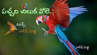 pachani chiluka vole lyrics  full song  పచ్చని చిలుక వోలె సాంగ్  telugu by harish majji