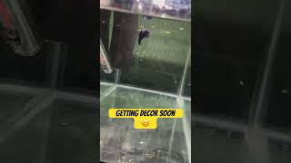 Betta Fish Gets An Upgrade #bettafish #fishtank #fish