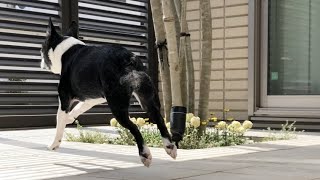 シニア犬15歳 ご機嫌パトロール【Boston Terrier Lulu】