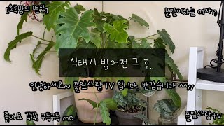 집사의 초록방 | 식태기 방어전