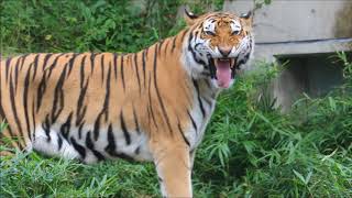 眠らない アムールトラ ヒロシ  in  大森山動物園