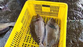 Amazing fresh catching wild fishes, 宜蘭現捕 現賣 新鮮海魚 粉鳥林漁港, fresh seafood, fishport