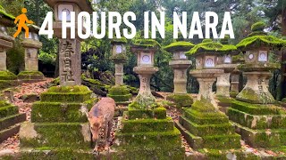 Explore Historic Nara, Japan.  4 Hour Walking Tour - HD