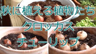 秋に植える植物たち クロッカスとチューリップ