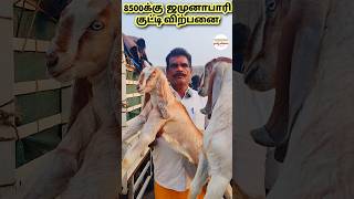 8500 க்கு விற்பனை முடிந்து ஆத்தூர் செல்லும் ஜமுனாபாரி குட்டிகள் #shortsfeed #song