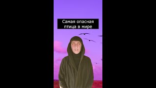 Самая опасная Птица в Мире