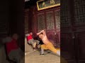 The Most Lethal Kung Fu Move  #yanhao #shorts #shaolinkungfuyanhao #wushu #buddhism #kungfutechnique