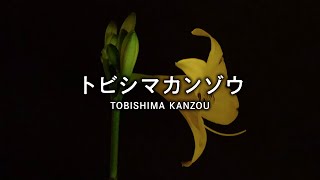 離島・飛島｜トビシマカンゾウ｜Tobishima Island｜TOBISHIMA KANZOU（開花）