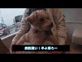 ミックス犬シュナプールイ🐶病院へ！