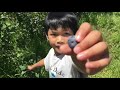 blueberry picking in new zealand travel guide