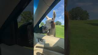 llamas up close looking for food #zoo #animals #zooanimals #wildlife #safari #viral #funny #adorable