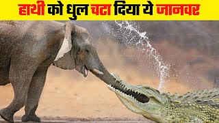 इन जानवरों में है हाथी को हराने का दम | Animals That Can Defeat an Elephant