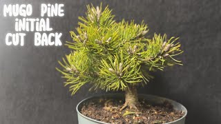 New Pine In The Collection...