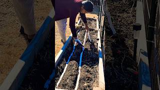 ✨️அட! இப்படி கூட Plant பண்ணலாமா? Easy method of Planting Beetroot and Carrot Seeds #usa #vlog #2025