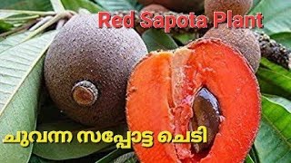 RED SAPOTA PLANT 2022 | SAPOTA PLANT 2022 |  TROPICAL FRUITS PLANT | CHIKOO PLANT | VENKI'S STATION