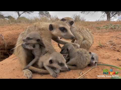 Do meerkats like humans?