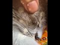 Sweet cat || Sweet Cute cat || Adorable cute cat || #shorts #viral #viralshorts #youtubeshorts