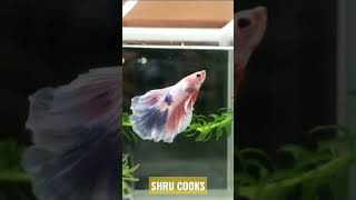 unique #beta #fish #collection