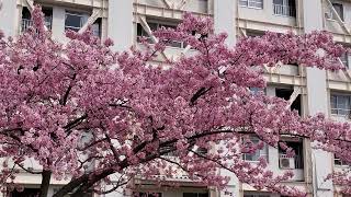 平井・旧中川の河津桜