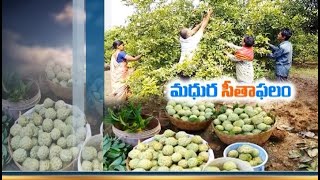 Jaikisan TS | 9th Nov'19 | మామిడి, జామ తోటల్లో అంతర పంటగా సీతాఫలం