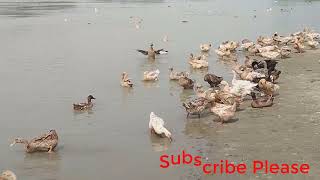 Duck Farming Amazing Duck Farming Duck sound - duckling in the pond - duck quack Funny Video