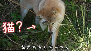 【柴犬】猫化したもっちゃんが可愛いし、おっさんも元気になりました！