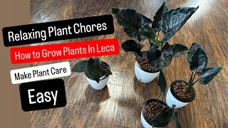 Relaxing Plant Chores How to Grow Plants in Semi Hydroponics Leca Make Plant Care EASY