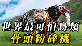 全世界最致命的10種殺人鳥，輕松踢穿鋼板，100多人因它死亡！第壹名最恐怖，連骨頭都不放過！#animals #野生动物 #科普 #野生生物 #动物 #涨知识