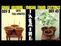 How To Grow Jasmine/Mogra From Cuttings (With Full Updates)