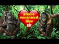 unique orangutan moments caught on camera orangutans funnyanimals funnyvideo