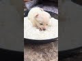 dog lying on the pot and eating noodles cute pet debut plan dog golden sun original