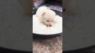 Dog lying on the pot and eating noodles Cute pet debut plan Dog Golden Sun Original