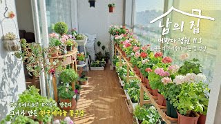 남의집 베란다정원 #3/금손의 부비하는 꿀영상 /한국제라늄 변종만들기/예쁜 변종 구경하세요