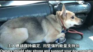 狗狗聽我的 - 如何帶新領養的狗狗回家 上 (How to bring a new dog home part 1)